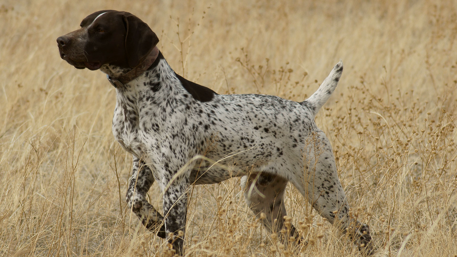 German shorthaired shop pointer store