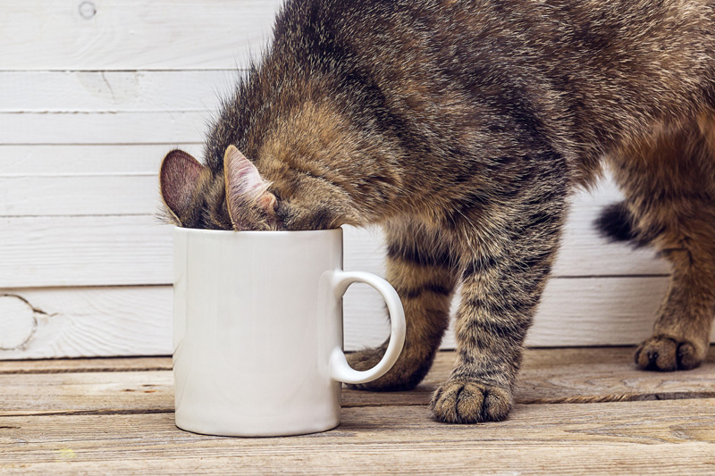 Funny cat crawled into a white coffee mug. 